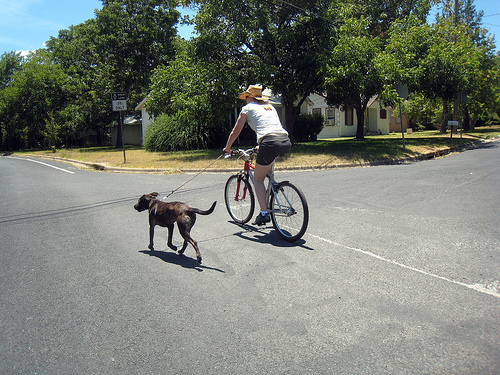 cane-in-bicicletta - copia